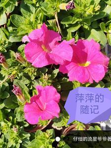 黎离缘上谱